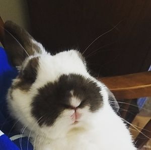 Meet your Posher, Abby